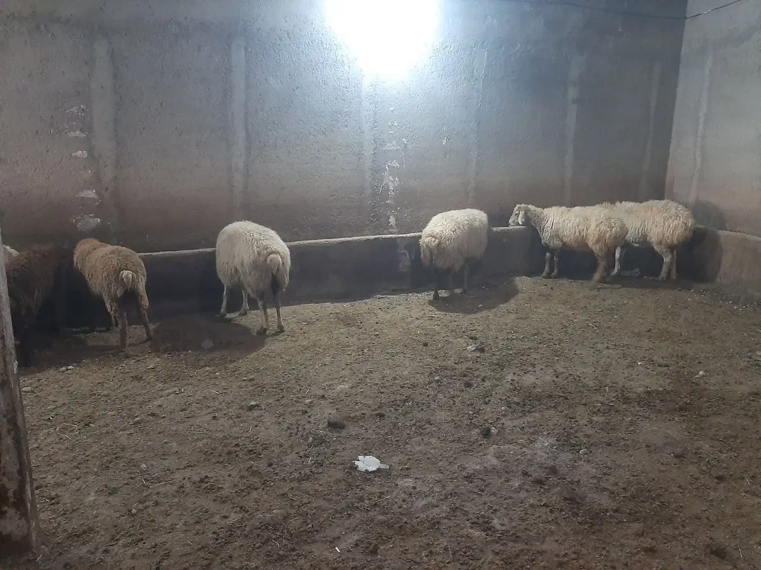 بره نروماده|حیوانات مزرعه|اردبیل, |دیوار