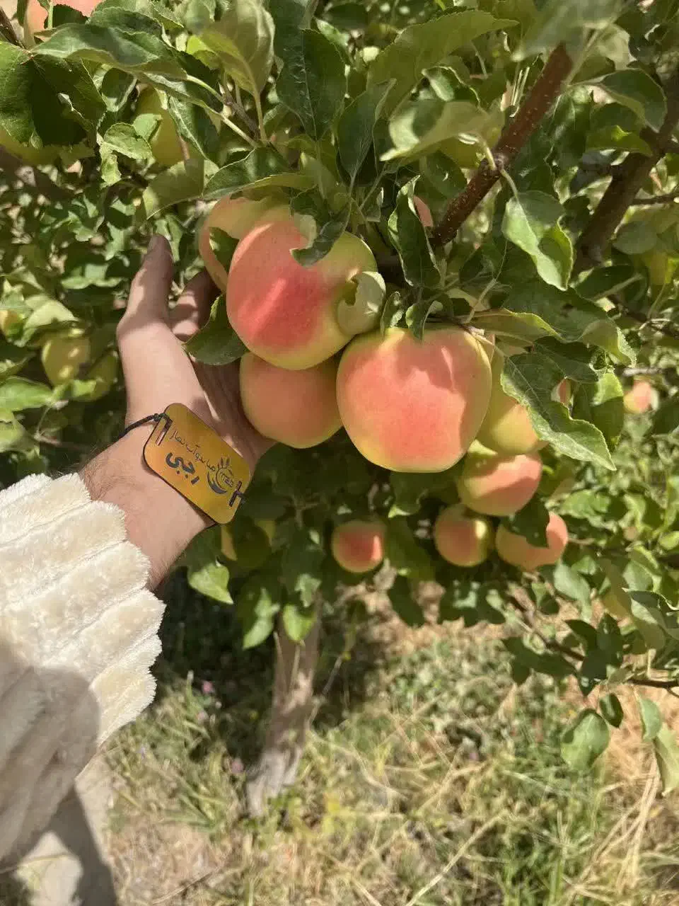 عرضه نهال سیب رندرز شناسه دار|خدمات باغبانی و درختکاری|بندر گز, |دیوار