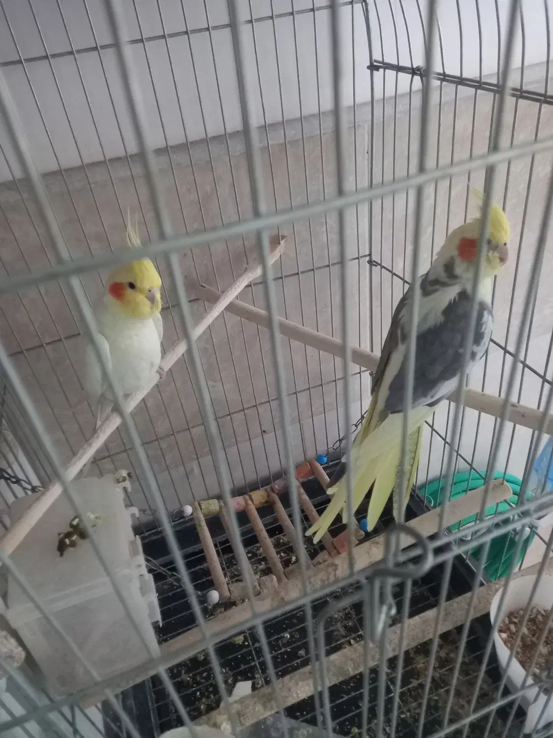 ۲عددعروس هلندی|پرنده|قم, سید معصوم|دیوار