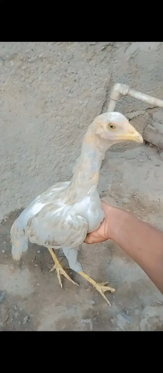 مرغ 7 ماهه|حیوانات مزرعه|ایرانشهر, |دیوار