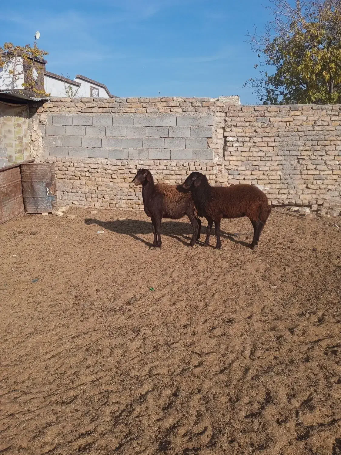 دوعدد کاور دودندون|حیوانات مزرعه|رشتخوار, |دیوار