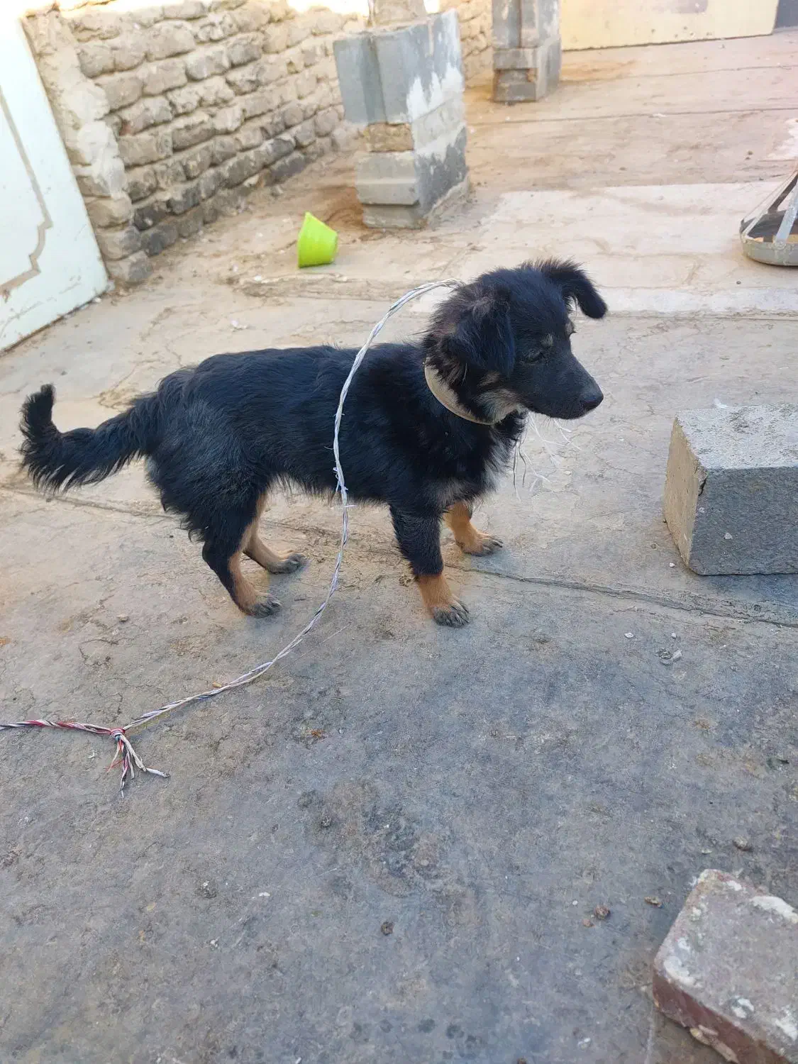 سگ پا کوتاه|سگ|مشهد, تبادکان|دیوار