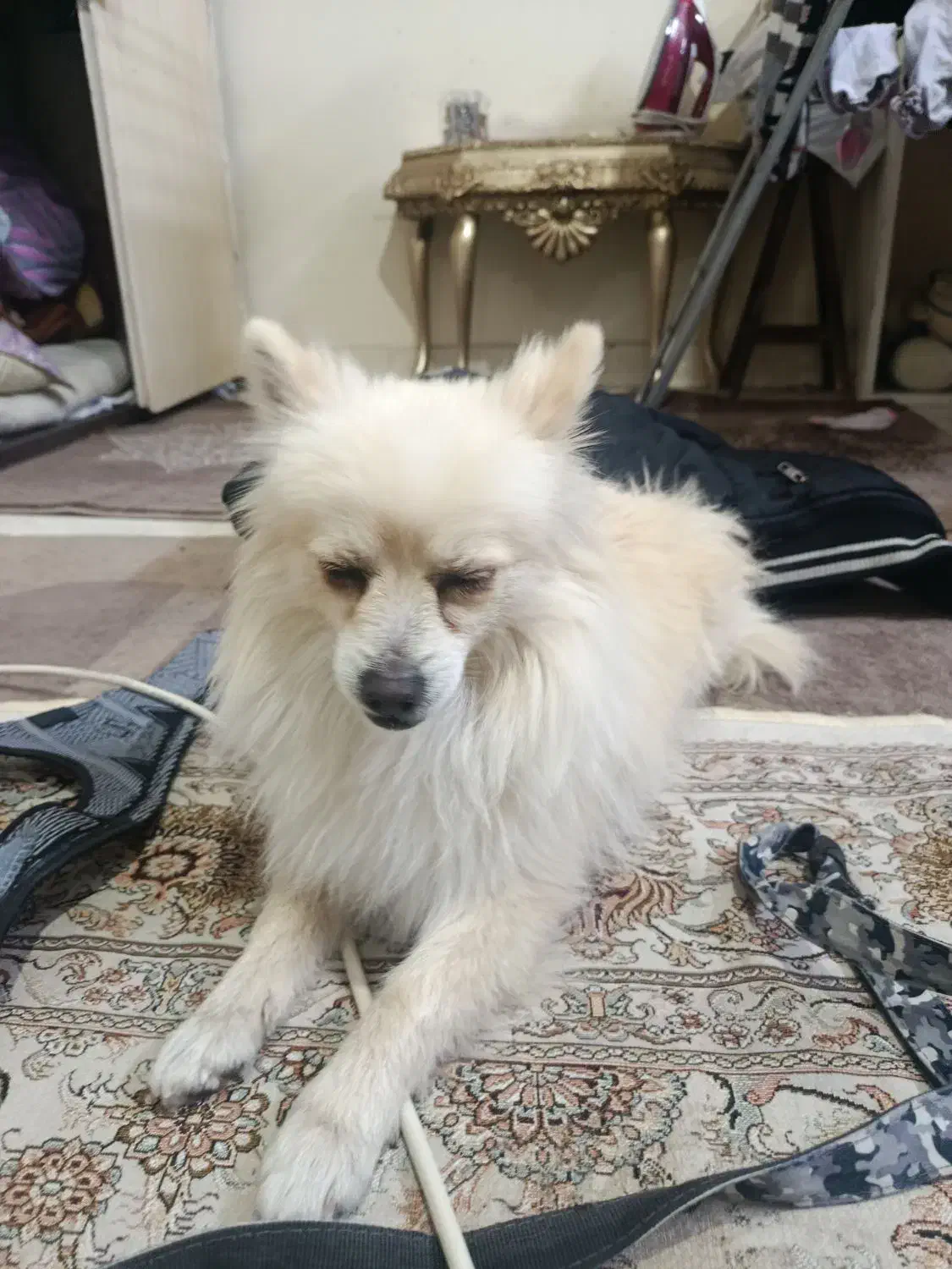 پیدا شده|حیوانات|تهران, چهارصد دستگاه|دیوار