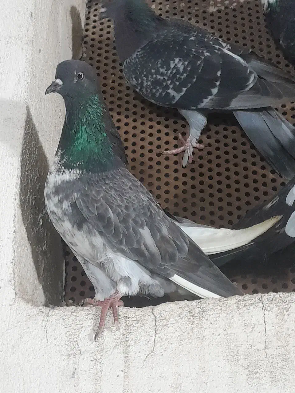 کبوتر فروش فوری|پرنده|ساری, |دیوار