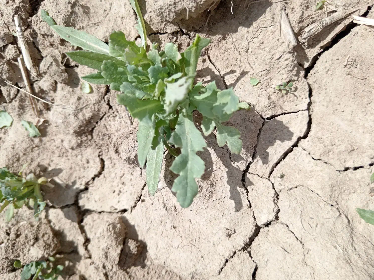 بذر گل سفید.بذر اصلاح شده اصل. تخم گل سفید|گل و گیاه طبیعی|کرمانشاه, |دیوار