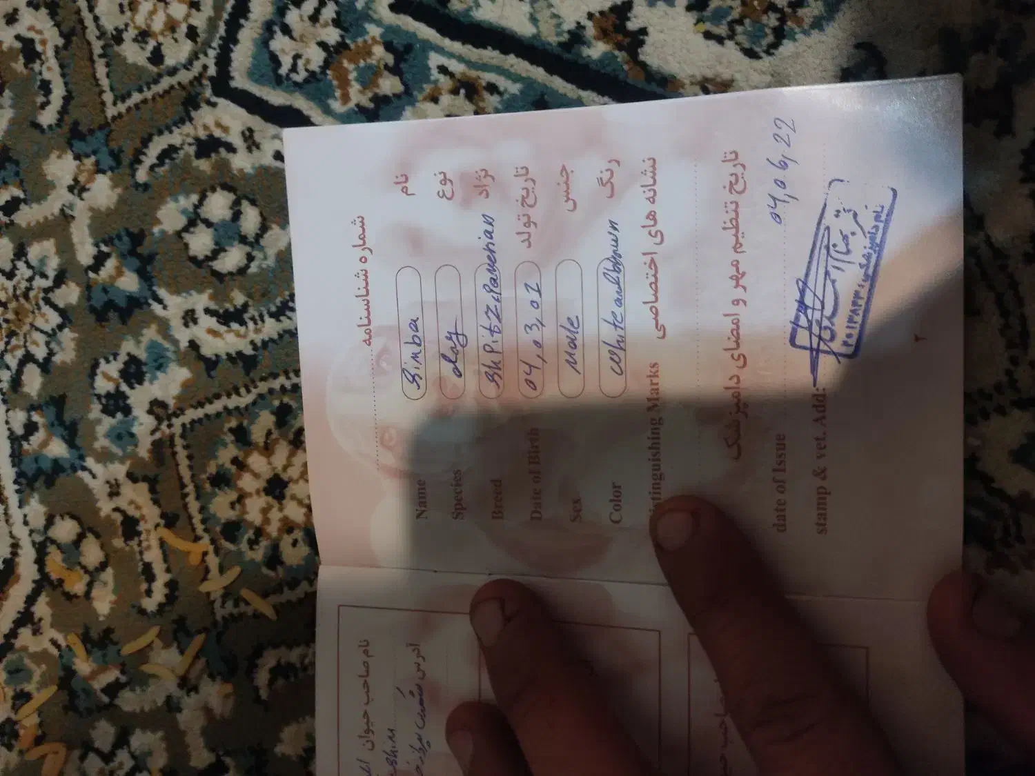 واگذار سگ پامر اشپیتز 8ماهه تربیت شده|سگ|کرمانشاه, |دیوار