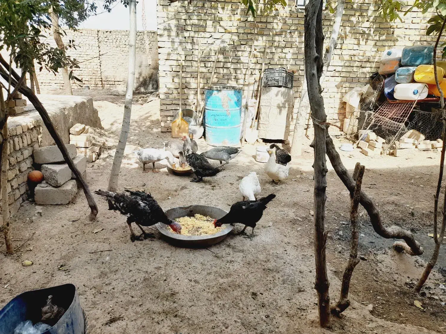 غاز و قو غاز.|حیوانات مزرعه|قزوین, |دیوار