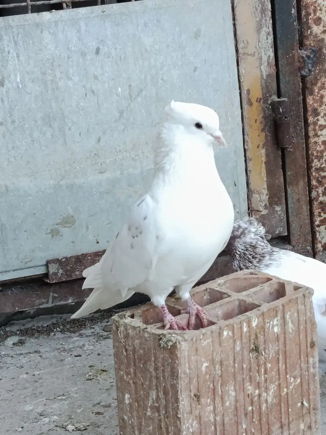 کفتر سفید کاکولی مهر خالپیس  کاکولی|پرنده|گرگان, |دیوار