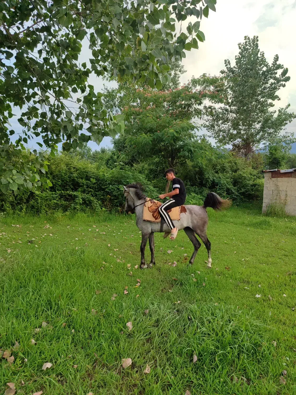 اسب نریان|اسب و تجهیزات اسبسواری|رضوانشهر, |دیوار