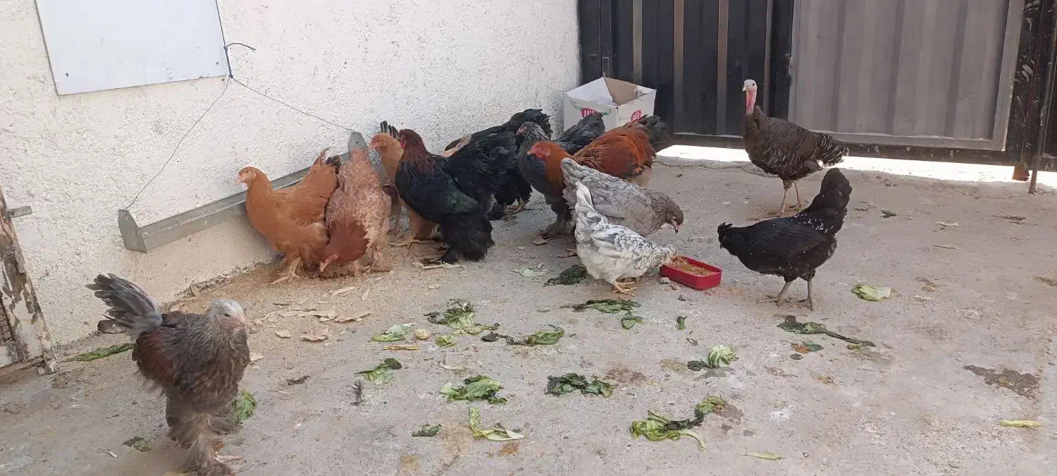 مرغ و خروس|حیوانات مزرعه|پاکدشت, پاکدشت (مامازند)|دیوار