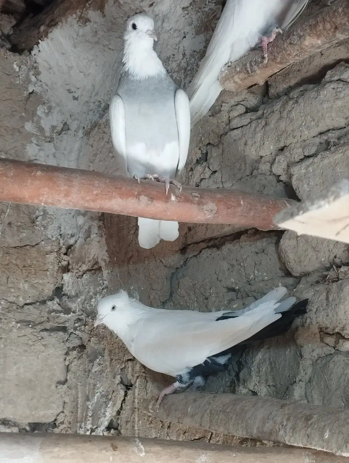 طوقی کاغتی کله ای تک سبز|پرنده|لالجین, |دیوار