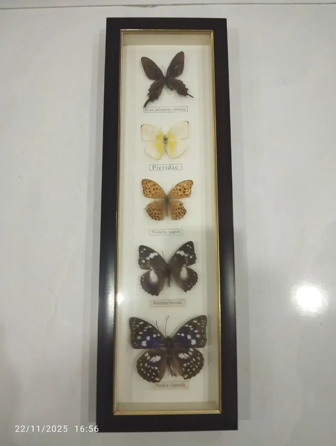 تابلو  نقاب برجسته .|تابلو، نقاشی، عکس|تهران, والفجر (افسریه)|دیوار