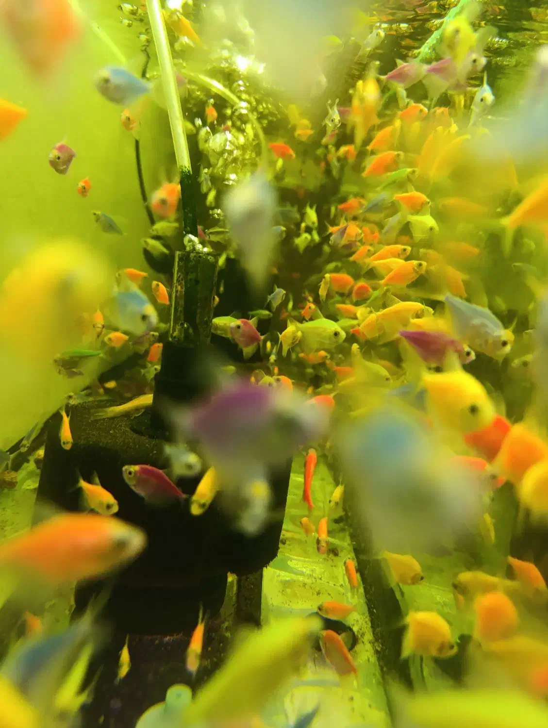 کالرویدو پیش مولد|ماهی|اردبیل, |دیوار