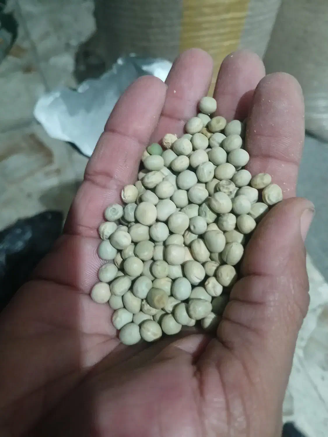 بذر نخود فرنگی خارجی پلمپ|عمده‌فروشی|آزادشهر, |دیوار