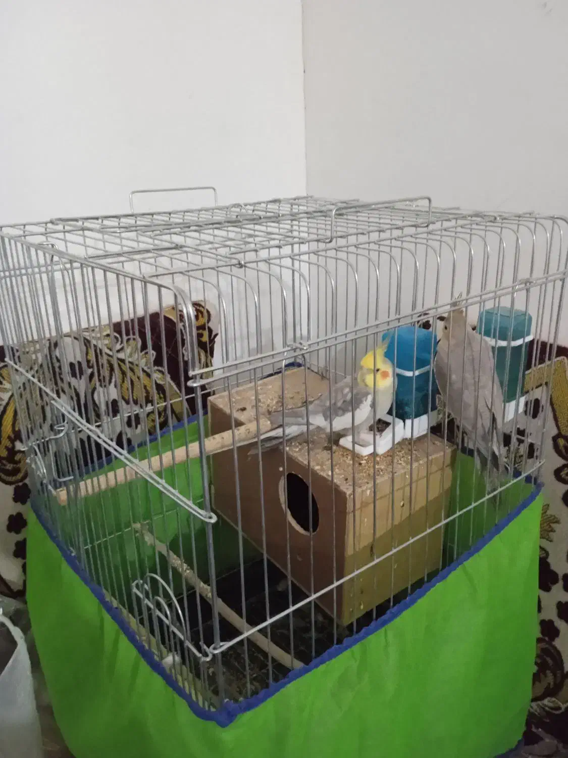 عروس هلندی جفت|پرنده|رزن, |دیوار