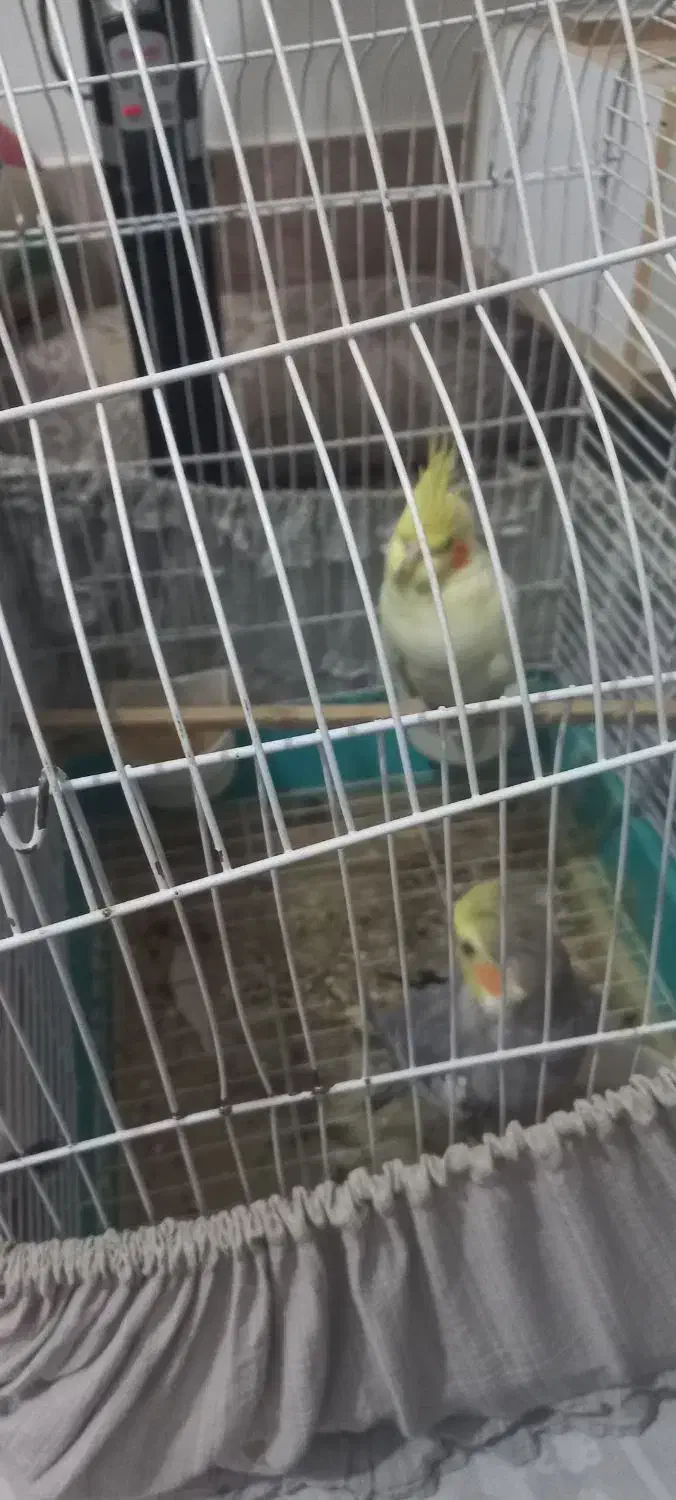 فروش|پرنده|جهرم, |دیوار