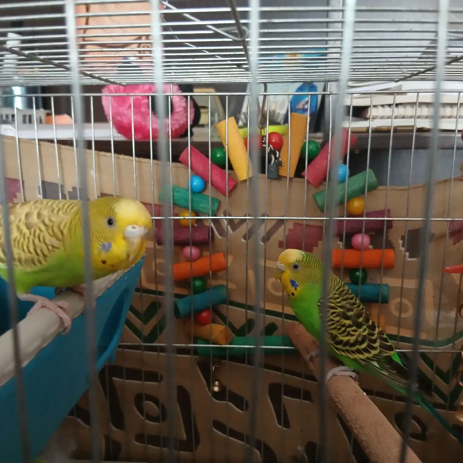 مرغ عشق زیبا|پرنده|سنندج, |دیوار