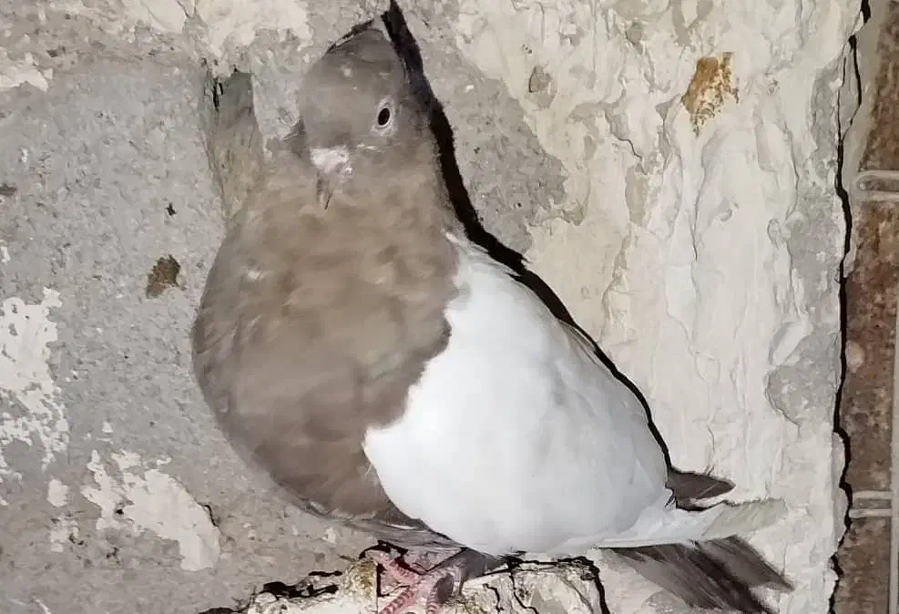 کبوترسینه قوای ماده|پرنده|کارون, |دیوار