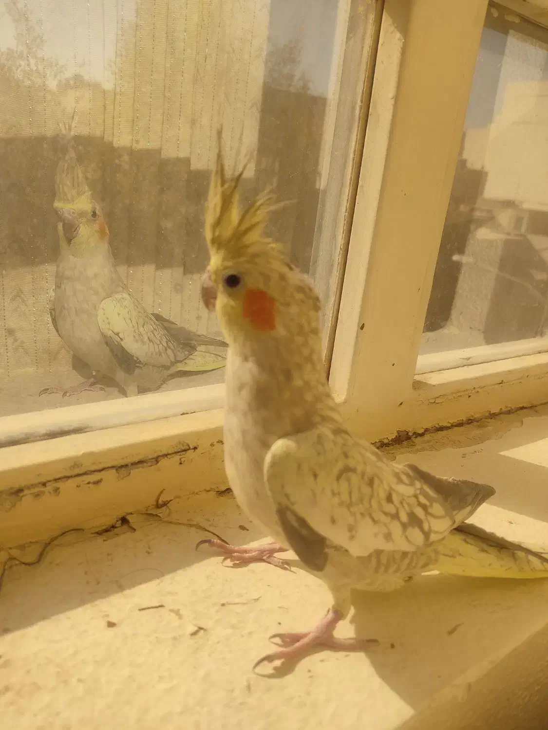 جفت عروس هلندی نر و ماده|پرنده|شاهین‌شهر, فردوسی|دیوار