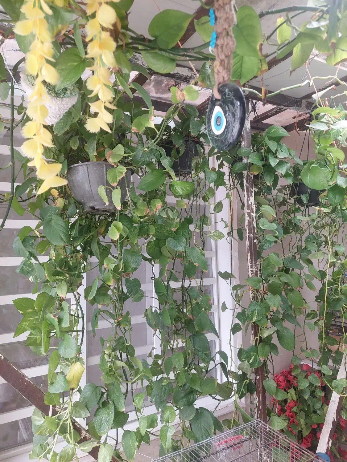 گل پتوس|گل و گیاه طبیعی|سیرجان, |دیوار