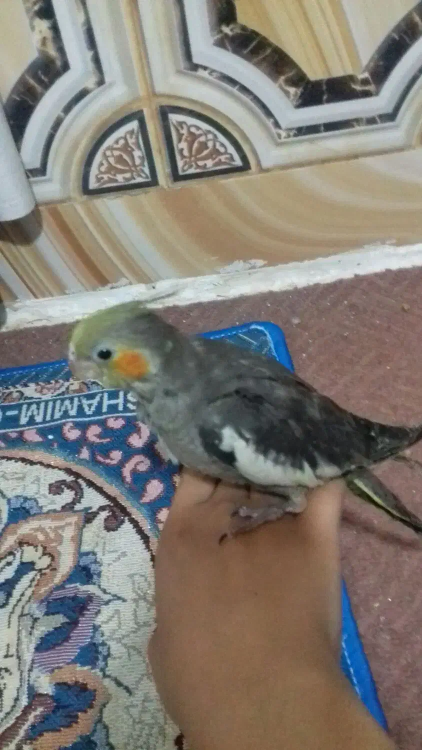 عروس پاریس|پرنده|سوسنگرد, |دیوار