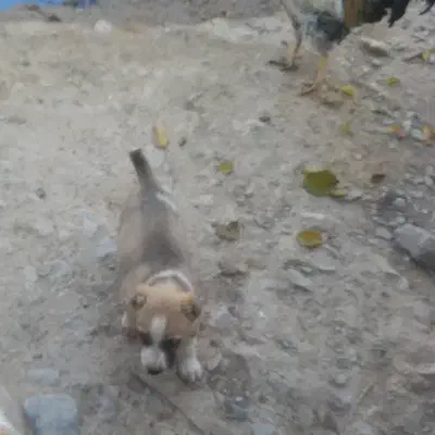 توله سگ|سگ|گرمخان, |دیوار