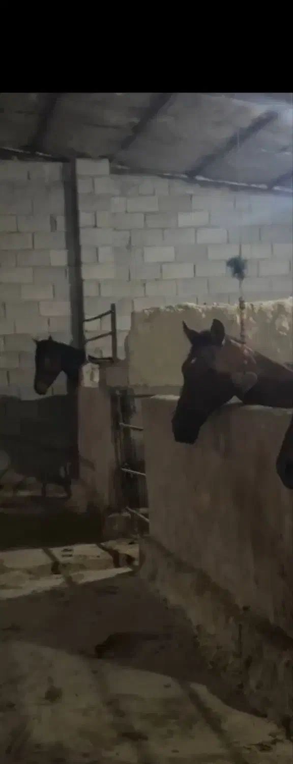 پانسیون اسب|اسب و تجهیزات اسب‌سواری|برازجان, |دیوار