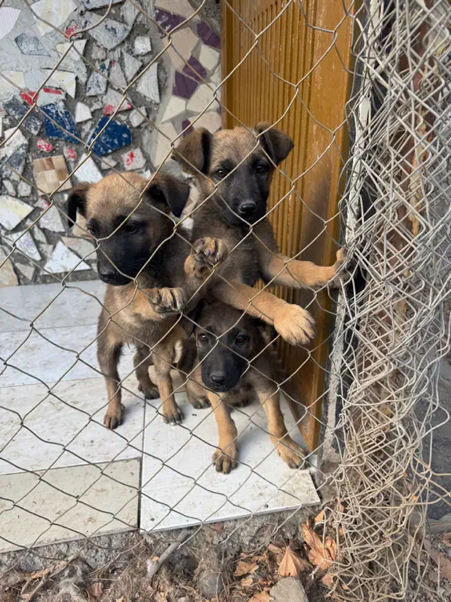 توله سگ سرابی ژرمن|سگ|تهران, جوادیه|دیوار