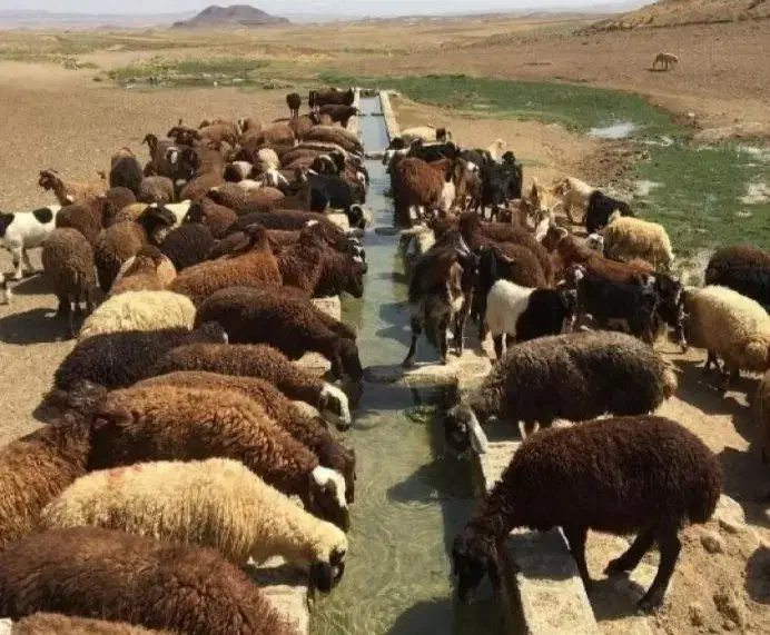 نر و ماده|حیوانات مزرعه|قزوین, |دیوار