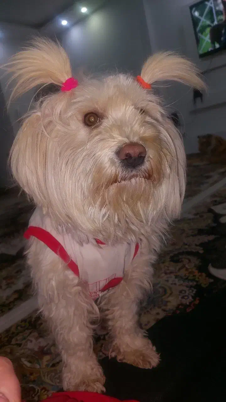 سگ شیتزو ماده|سگ|تربت‌حیدریه, آغوی|دیوار