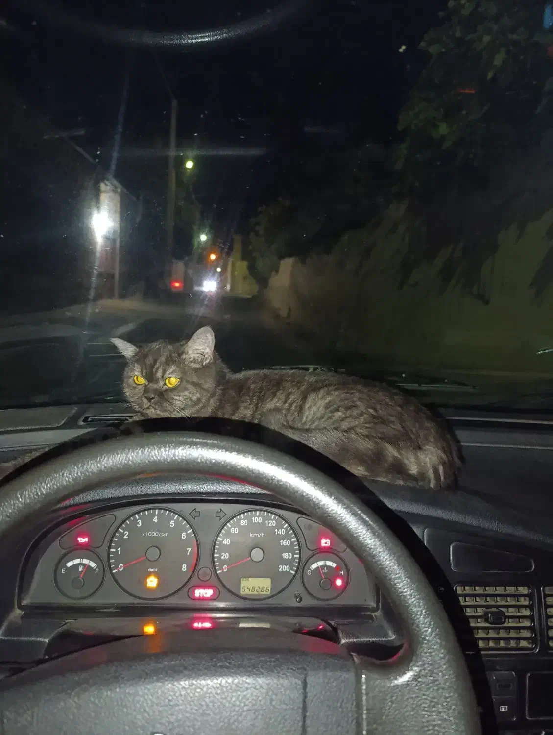 گربه ماده اسکاتیش|گربه|یزد, |دیوار