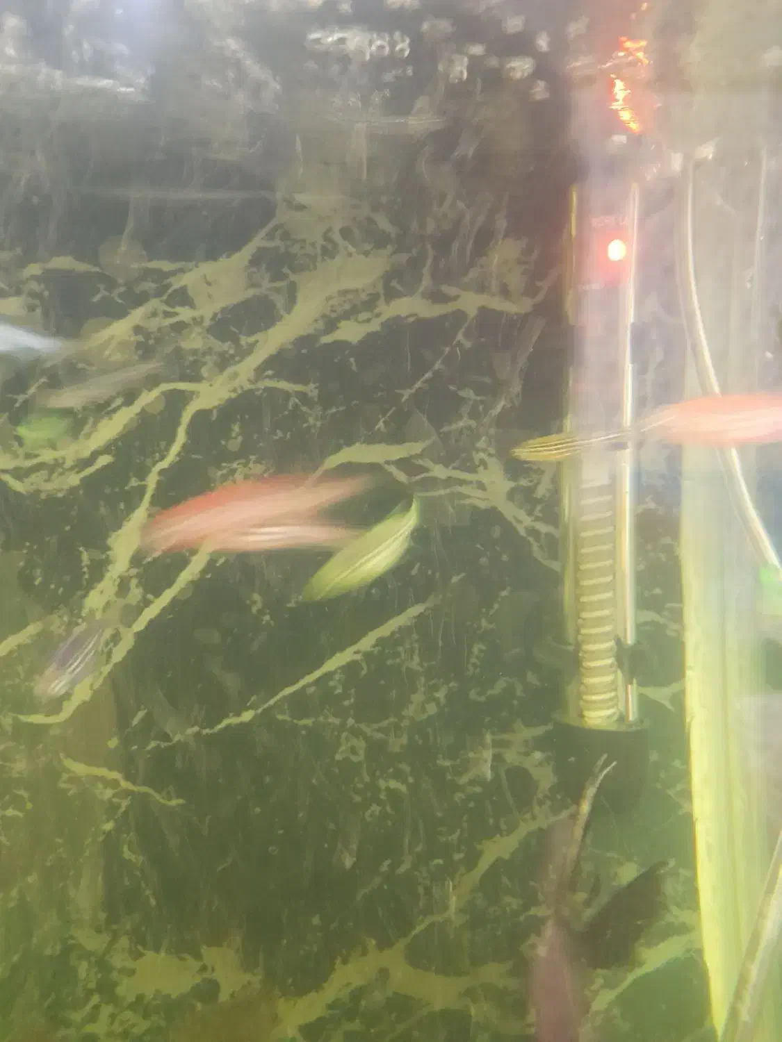 ماهی زبرا|ماهی|نظرآباد, مسکن مهر نظرآباد|دیوار