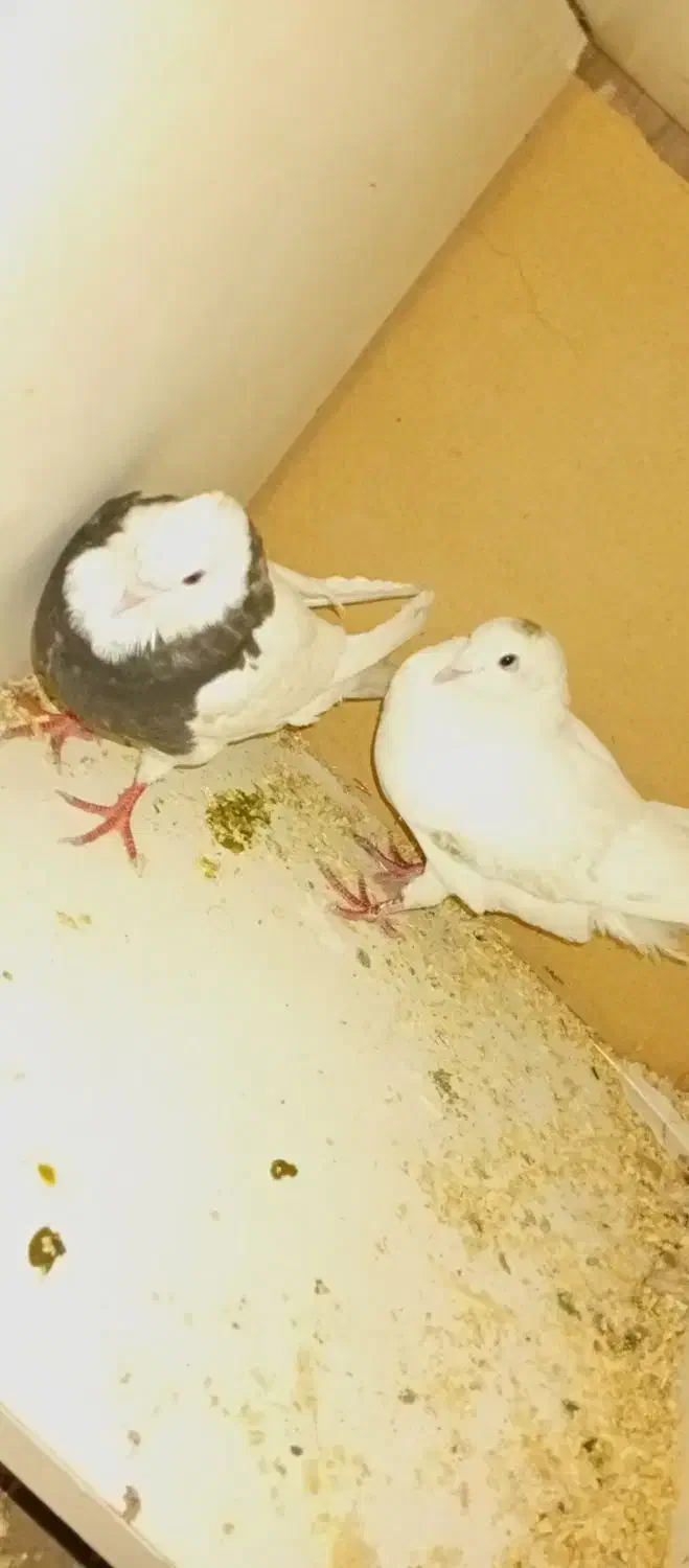 سه عدد کبوتر|پرنده|اندیمشک, |دیوار