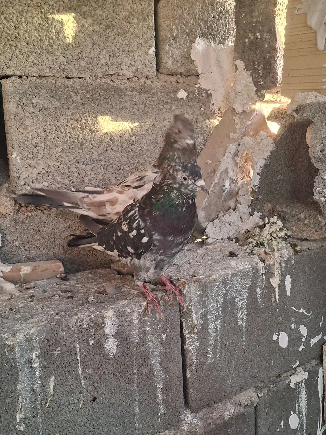 کفتر جفتی|پرنده|صباشهر, |دیوار