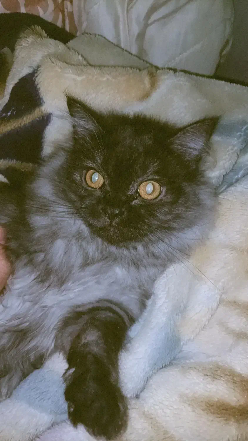 گربه نژاد پرشین|گربه|بندرعباس, |دیوار