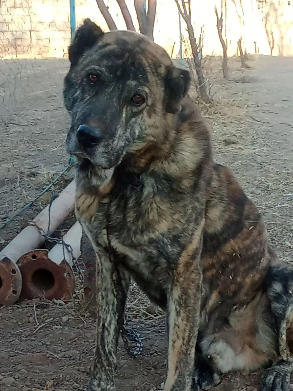 سگ گله|سگ|باخزر, |دیوار