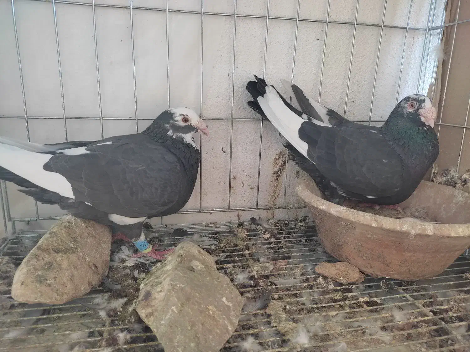 نروماده جفتی|پرنده|نورآباد ممسنی, |دیوار