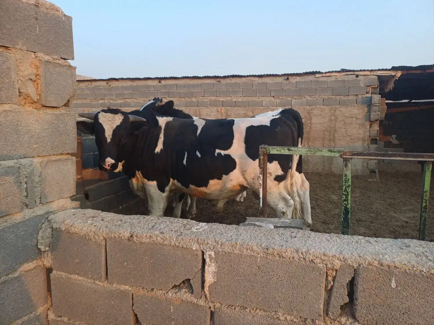 گوساله چاق|حیوانات مزرعه|شریف‌آباد, |دیوار