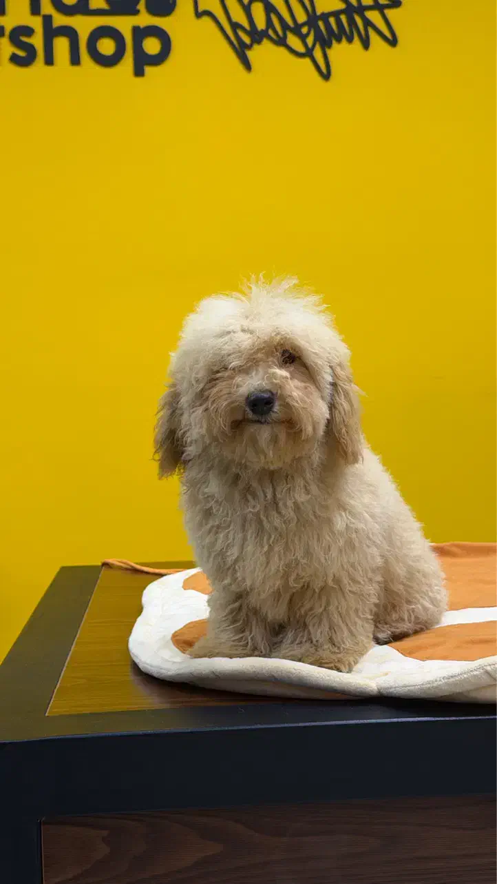 سگ پودل مینیاتوری داخلی کیفیت عالی|سگ|تهران, سعادت‌آباد|دیوار