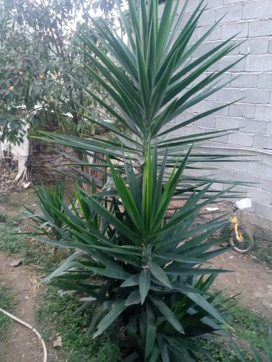 گل یوگا فروشی|گل و گیاه طبیعی|املش, |دیوار