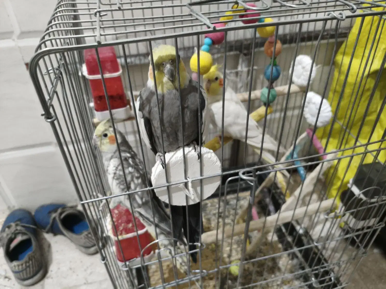 عروس هلندی|پرنده|قرچک, مهدیه|دیوار