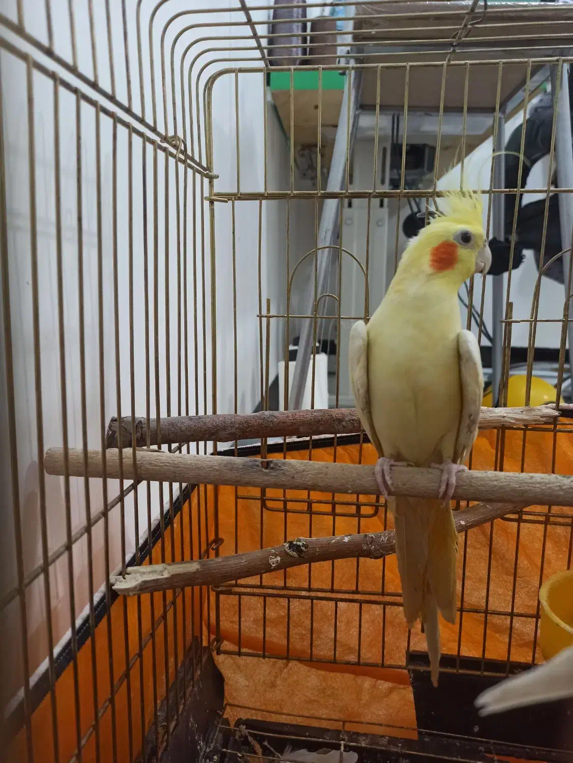 طوطی عروس هلندی بالغ ماده زعفرانی معاوضه|پرنده|روانسر, |دیوار