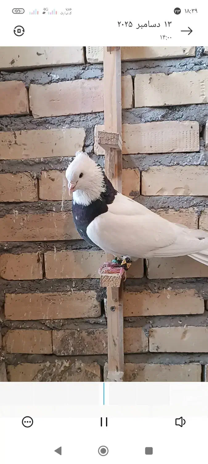 طوقی هفترنگ فروشی|پرنده|قلندر آباد, |دیوار