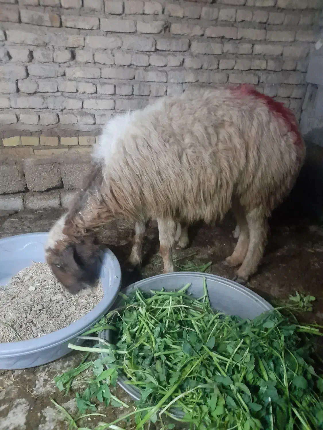 گوسفند با بره|حیوانات مزرعه|حمیدیه, |دیوار