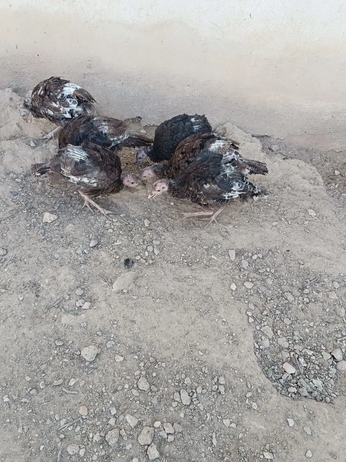 فروش ۴۵ عدد بوقلمون نژاد ایتالیایی ۴ ماهه دم تخم|حیوانات مزرعه|خرقان, |دیوار