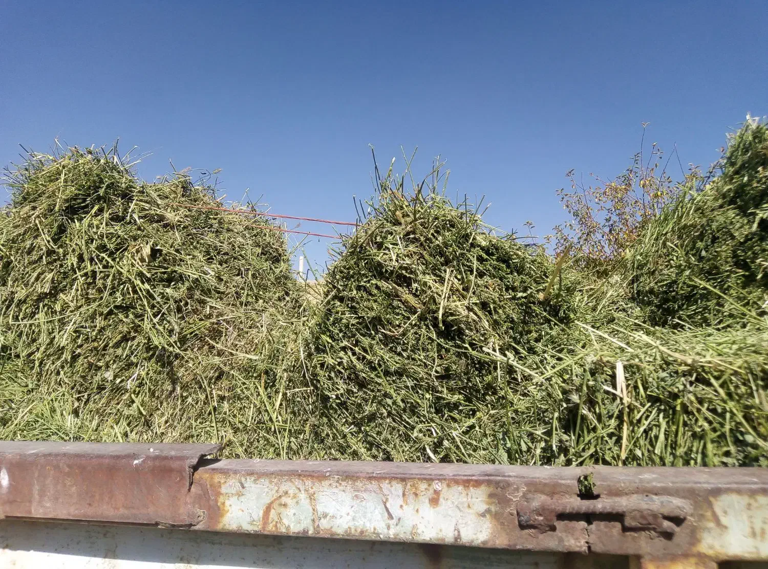 یونجه خشک عالی|خدمات باغبانی و درختکاری|کبودرآهنگ, |دیوار