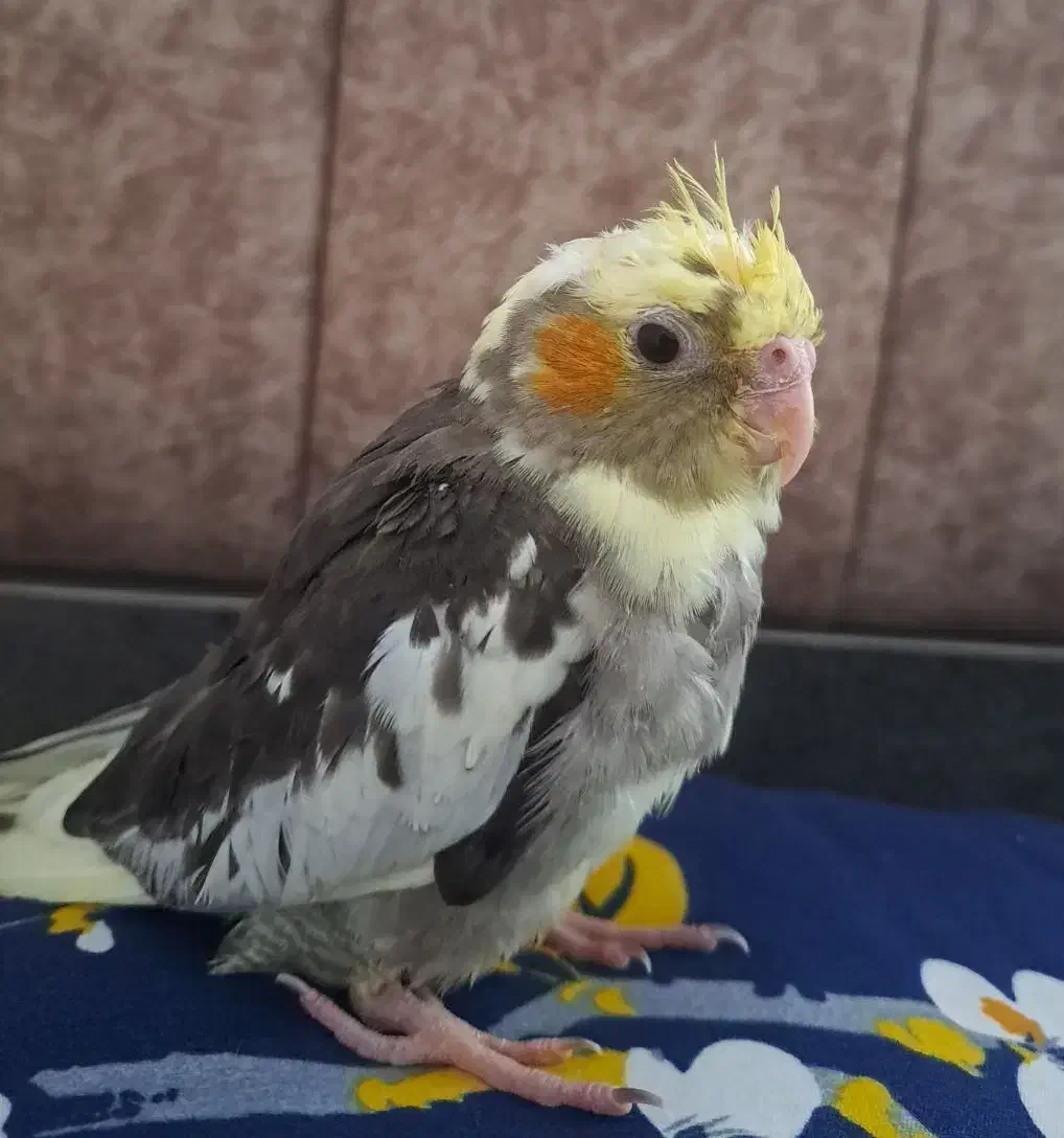 عروس یکماه نیم|پرنده|ماسال, |دیوار