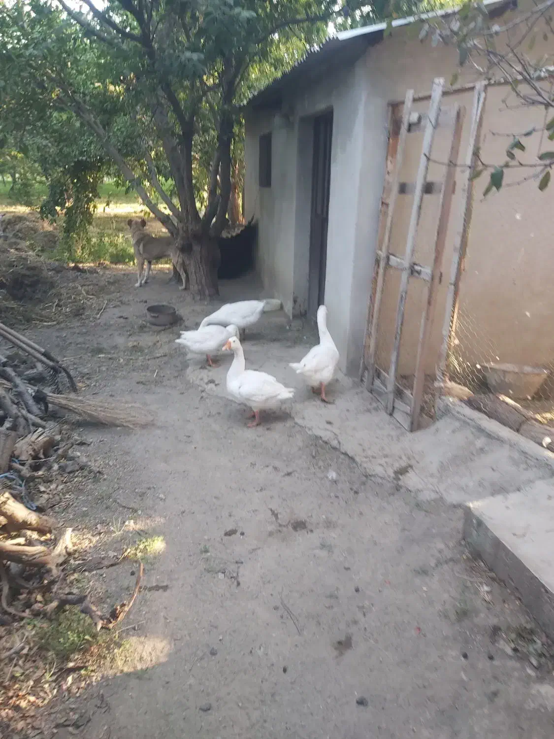 قو غاز|حیوانات مزرعه|ارومیه, |دیوار