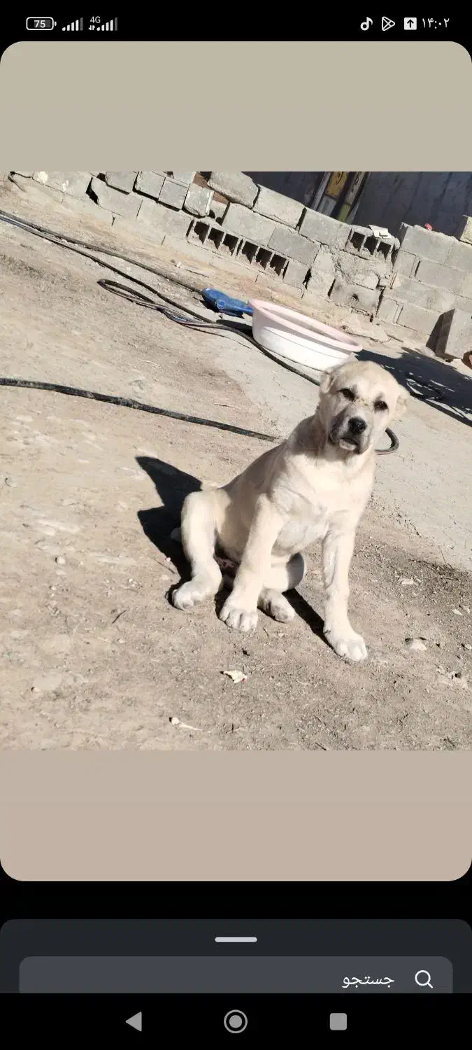 افقانی|سگ|شیروان (خراسان), |دیوار