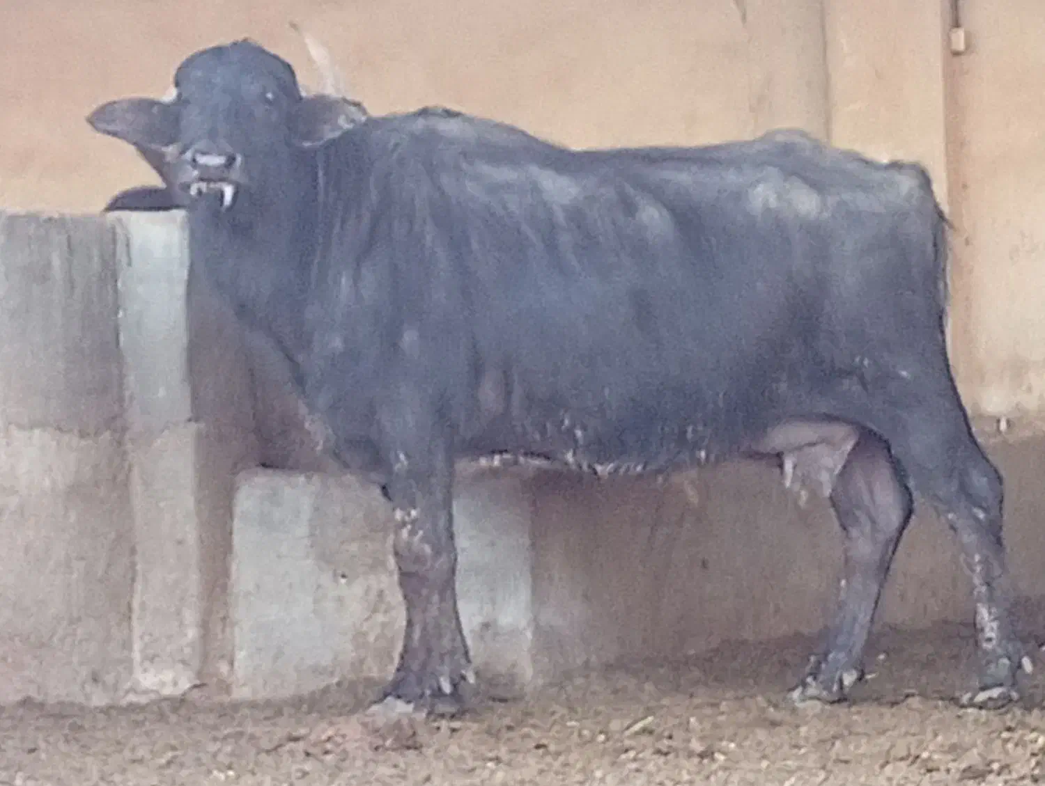 گاومیش|حیوانات مزرعه|سوسنگرد, |دیوار